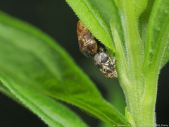Clastoptera laevigata