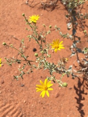Heterotheca zionensis