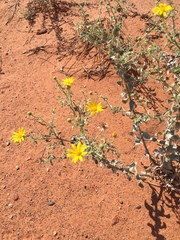 Heterotheca zionensis