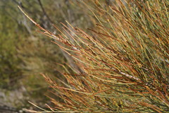 Allocasuarina distyla