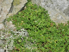 Crassula mataikona