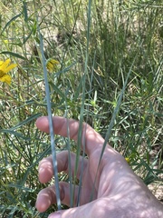 Elymus smithii