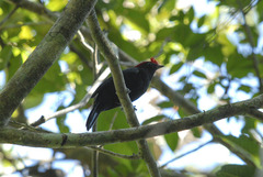 Antilophia galeata