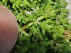 Crassula mataikona