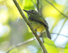 Hemitriccus striaticollis