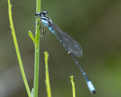 Acanthagrion quadratum