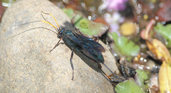 Trachysphyrus irinus