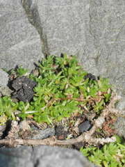 Crassula mataikona