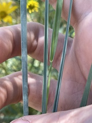 Elymus smithii