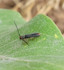Oberea erythrocephala