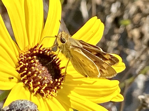 iNaturalist observation photo of Fiery Skipper