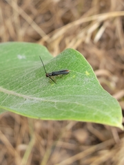 Oberea erythrocephala