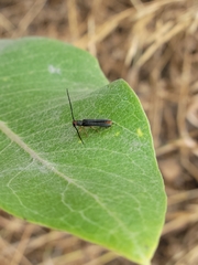 Oberea erythrocephala