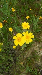 Monolopia lanceolata