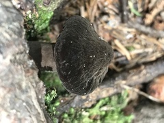 Tylopilus alboater