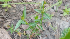 Ludwigia polycarpa