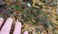 Celmisia laricifolia