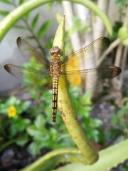 Neurothemis ramburii