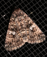 Condica aroana