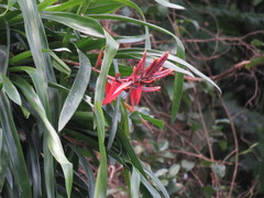 Aechmea tillandsioides