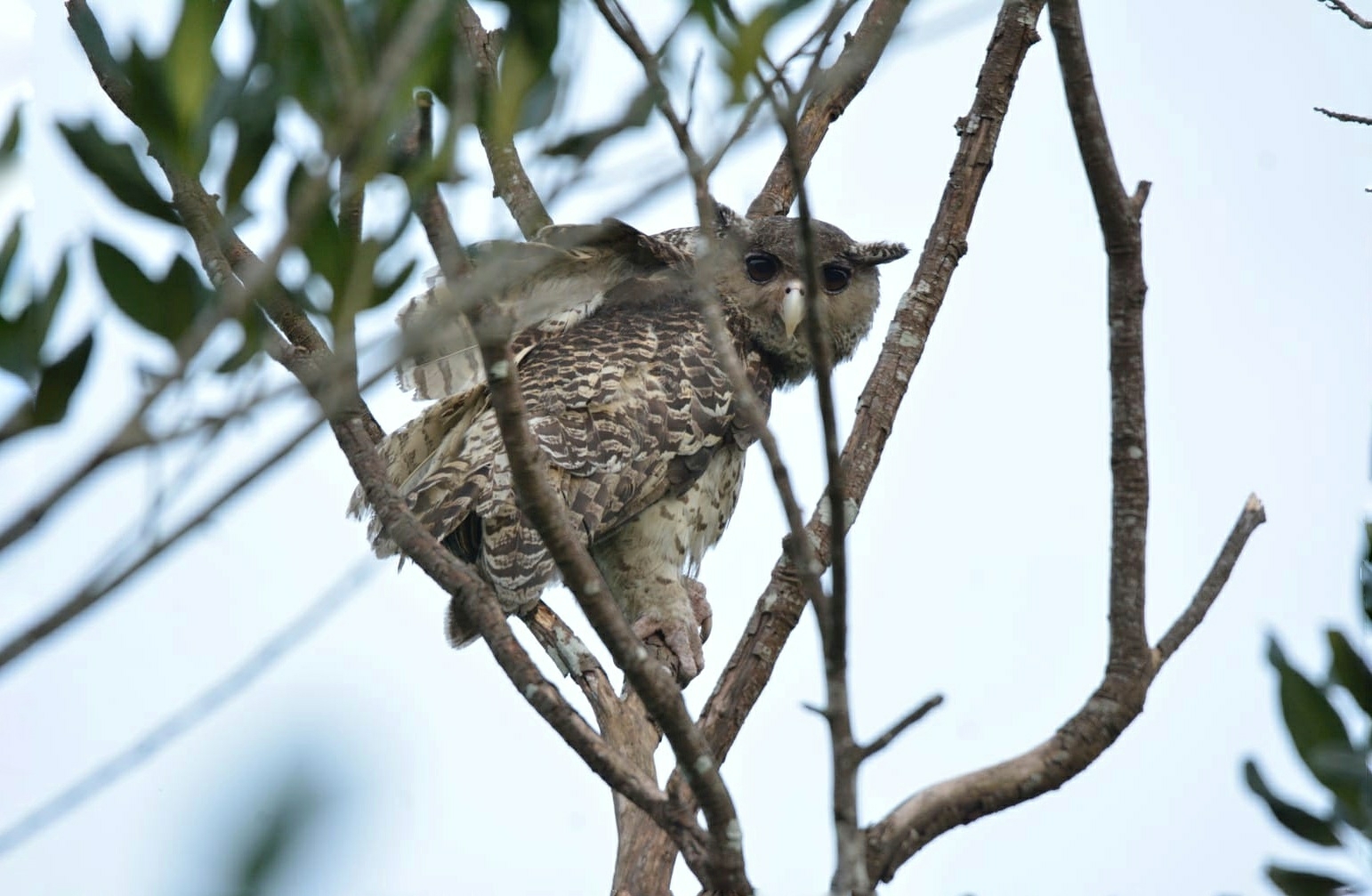 Spot-bellied Eagle-Owl