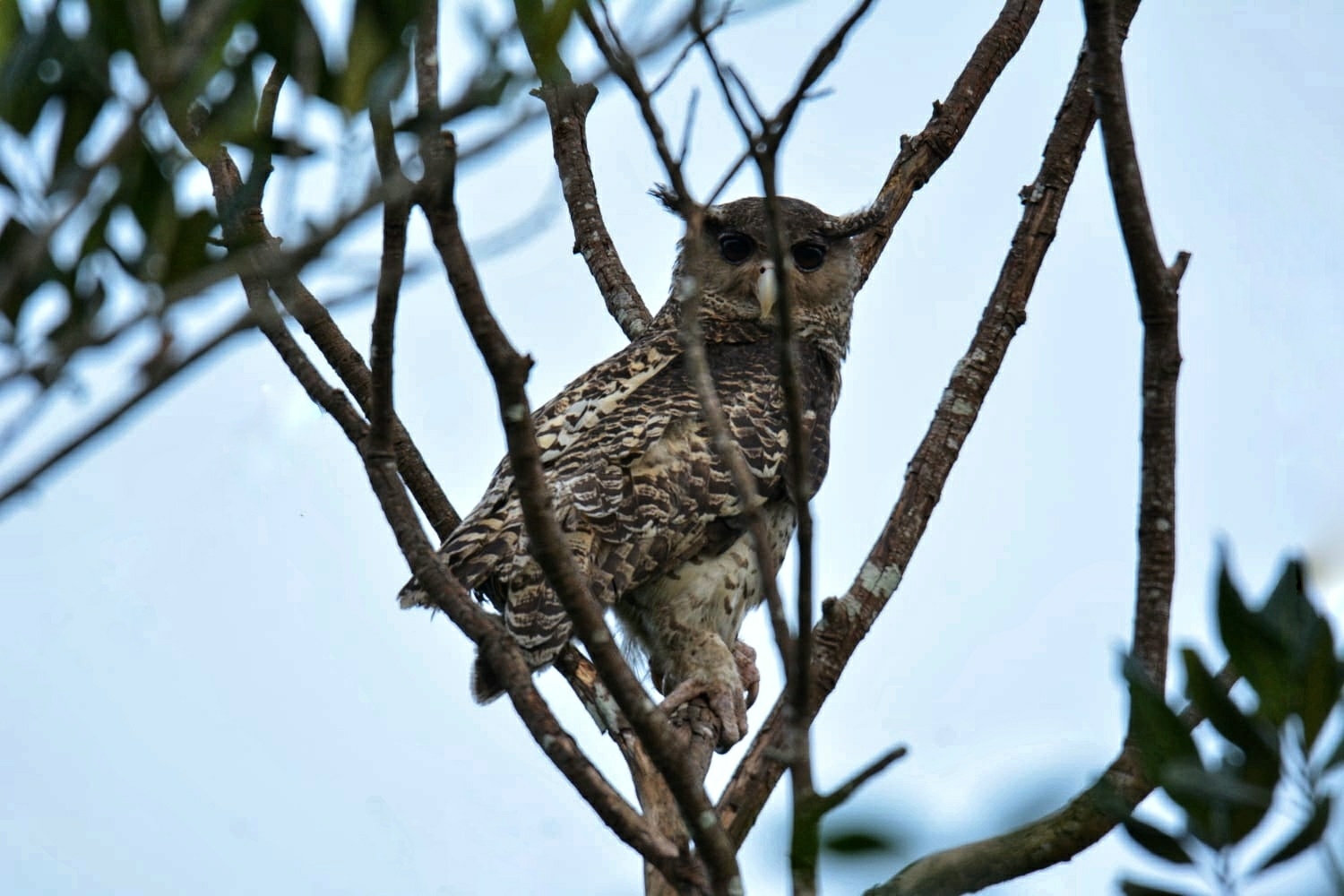 Spot-bellied Eagle-Owl