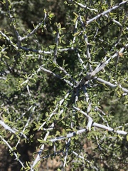 Rhamneae