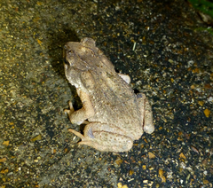 Ingerophrynus philippinicus