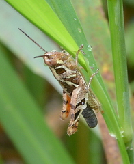 Catantops melanostictus