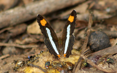 Adelpha iphicleola