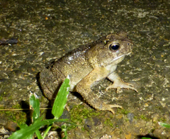 Ingerophrynus philippinicus