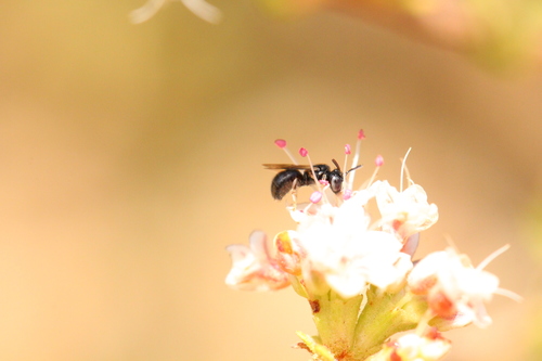 photo of Small Carpenter Bees (Ceratina)
