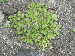 Crassula mataikona