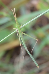 Acrida acuminata