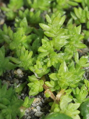 Crassula mataikona