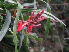 Aechmea tillandsioides