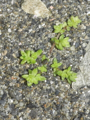 Crassula mataikona