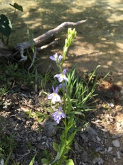 Lobelia berlandieri