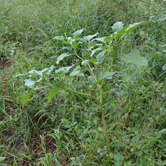 Datura ferox