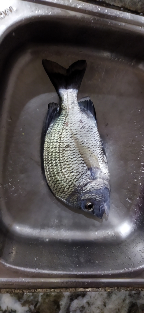 Picnic seabream