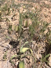 Fritillaria gibbosa
