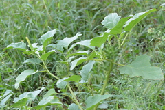 Datura ferox