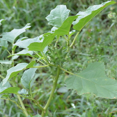 Datura ferox
