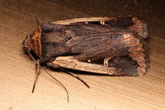 Proteuxoa tortisigna