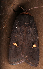 Proteuxoa cinereicollis