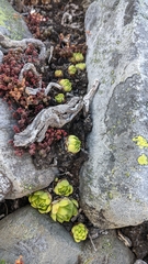 Sempervivum vicentei