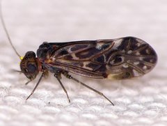 Peripsocus maculosus