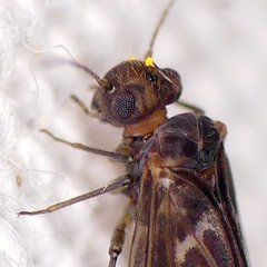 Peripsocus maculosus