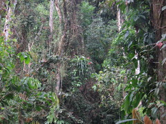 Aechmea tillandsioides