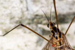 Nephrotoma submaculosa